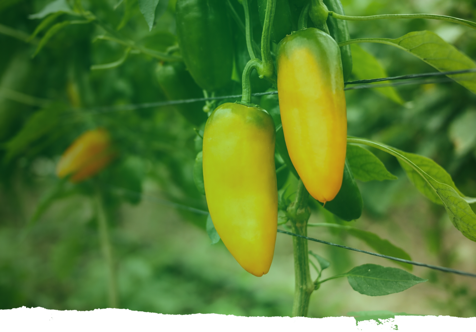 Hero background - Fresh produce